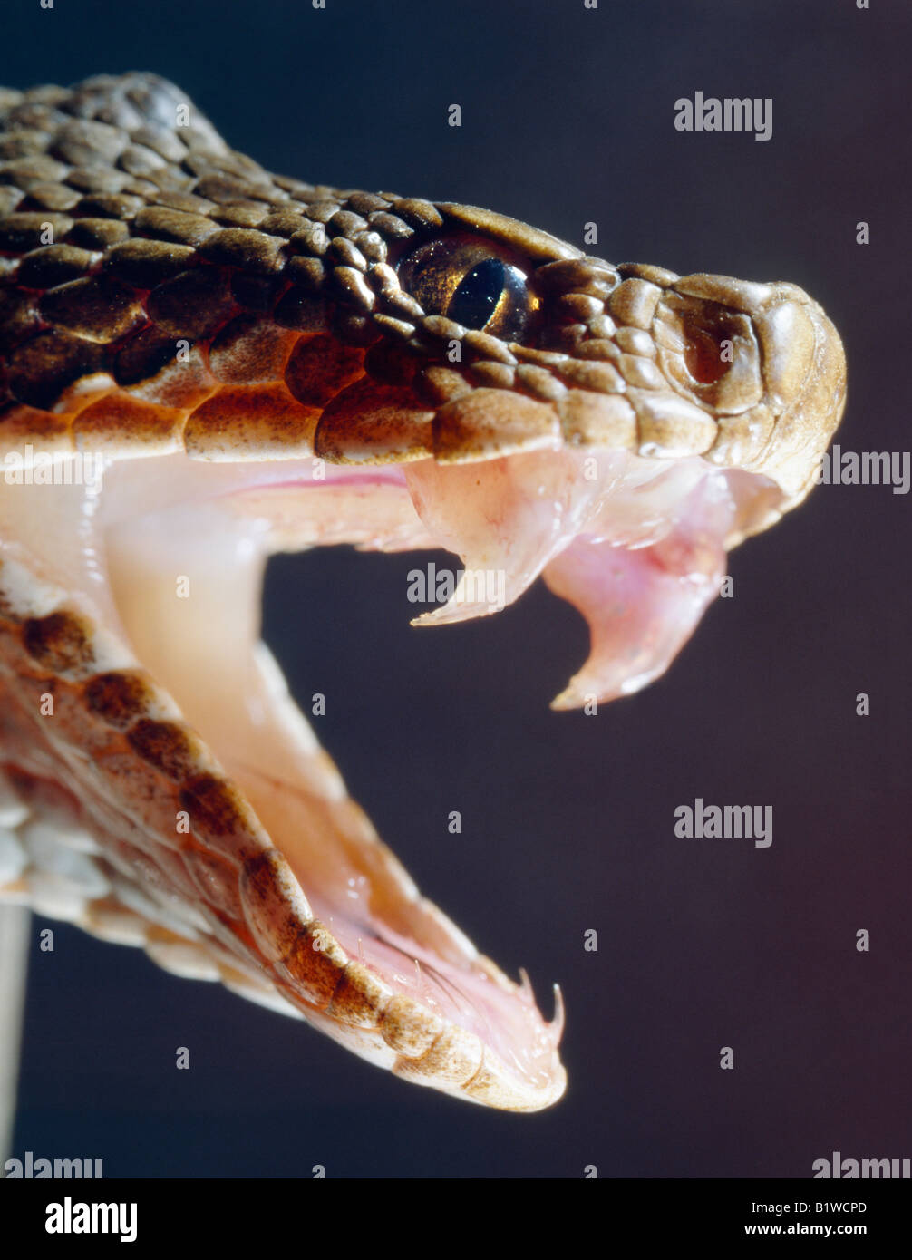 Vipere häkelt eine ♥ Addierer gemeinsame Viper gemeinsamen europäischen Viper Vipera Berus Porträt Frontal mit geöffneten Mund Fang Vis zu vergiften Stockfoto