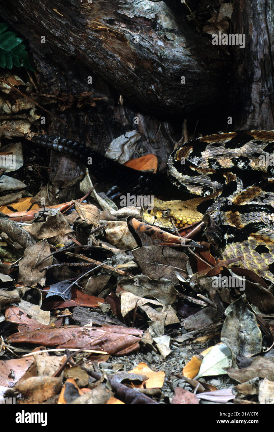 Canebreak-Klapperschlange (Crotalus Horridus Atricaudatus) Stockfoto