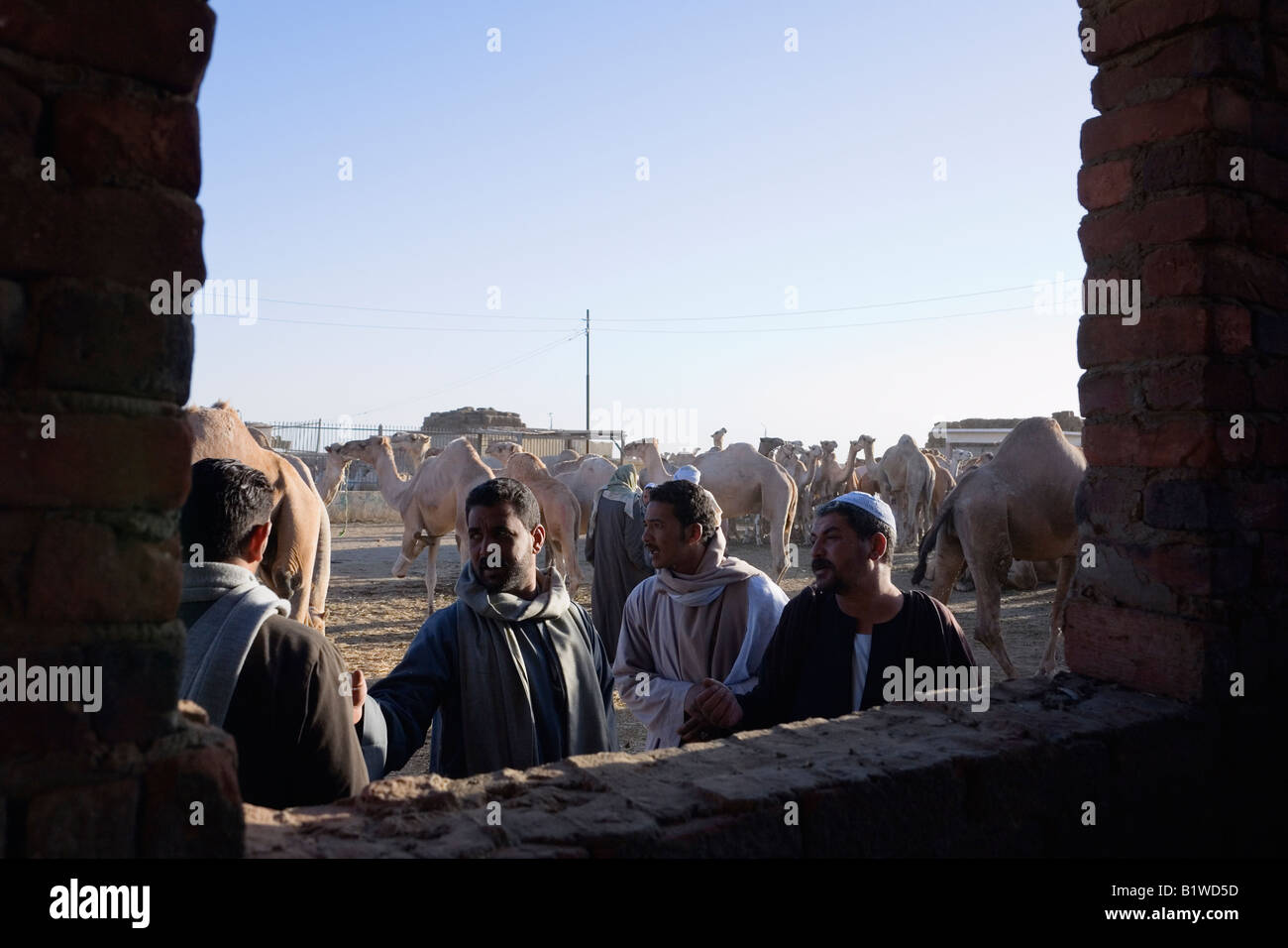 Kairo, Ägypten, Nordafrika. Händler auf dem Kamelmarkt statt auf Birqash Stockfoto