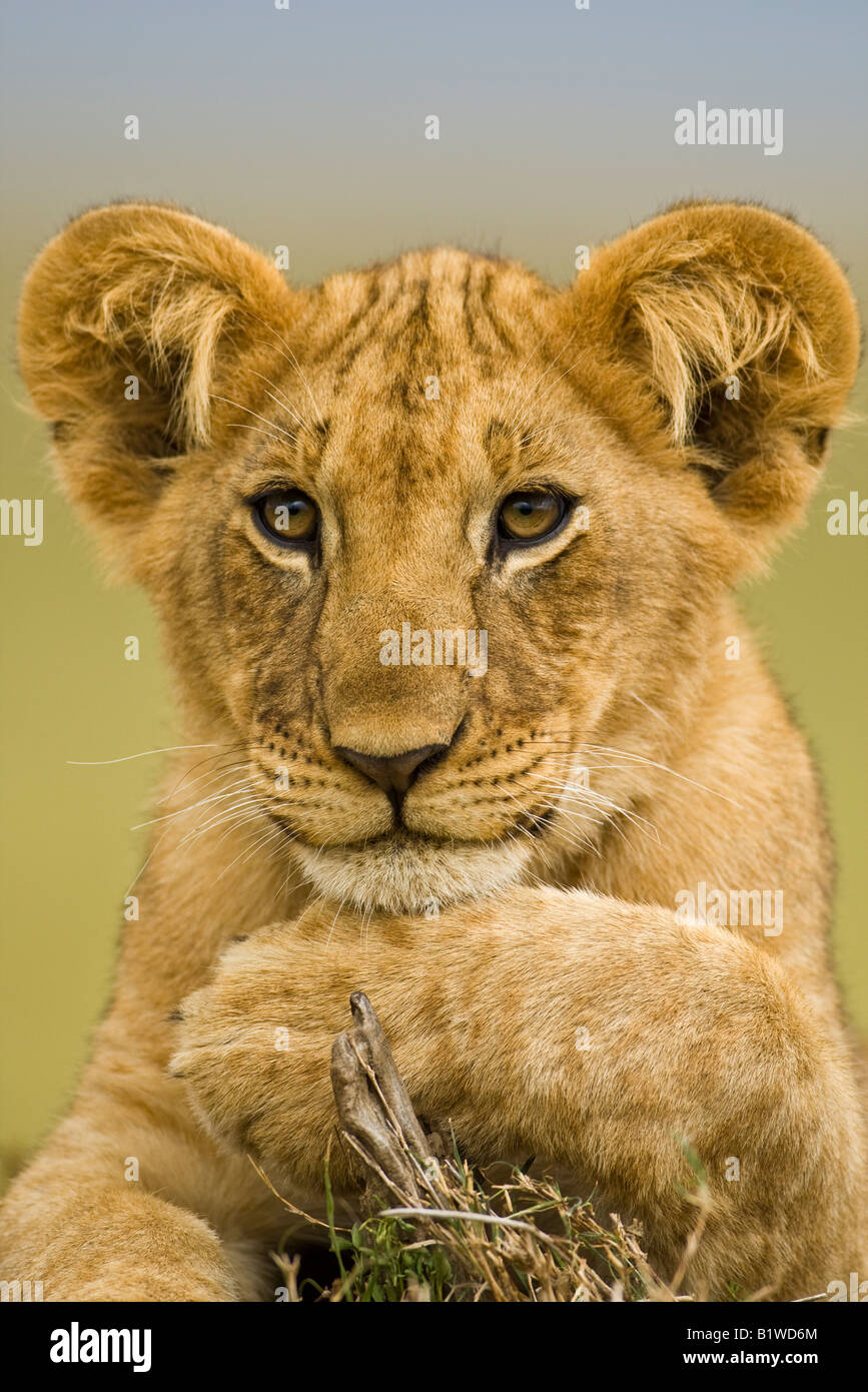 Nahaufnahme der niedlichen Baby Lion cub, Panthera leo, stellte mit der Pfote unter seinem Kinn flache Tiefenschärfe soft Hintergrund posiert Kopf geschossen Masai Mara, Kenia Stockfoto