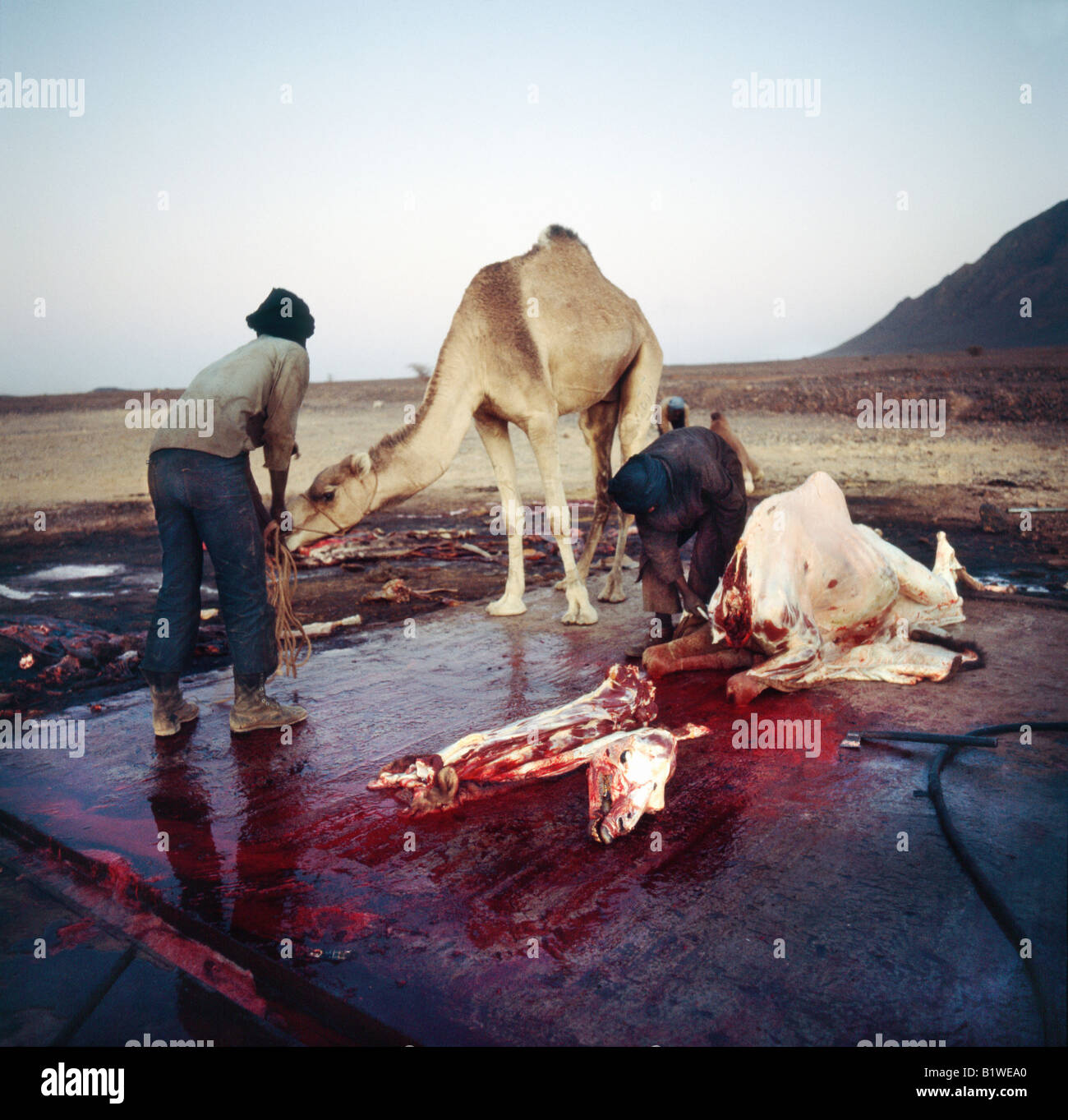 Dépeçage d un Dromadaire pour la Viande Schlachtung eines Kamels für Fleisch de Mauritanie Aktion Aktionen Afrika Landwirtschaft Land- Stockfoto