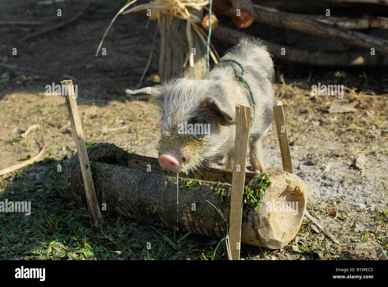 befestigt und Essen Ferkel, Nyaungshwe, Inle See, MYANMAR BURMA BIRMA, Asien Stockfoto