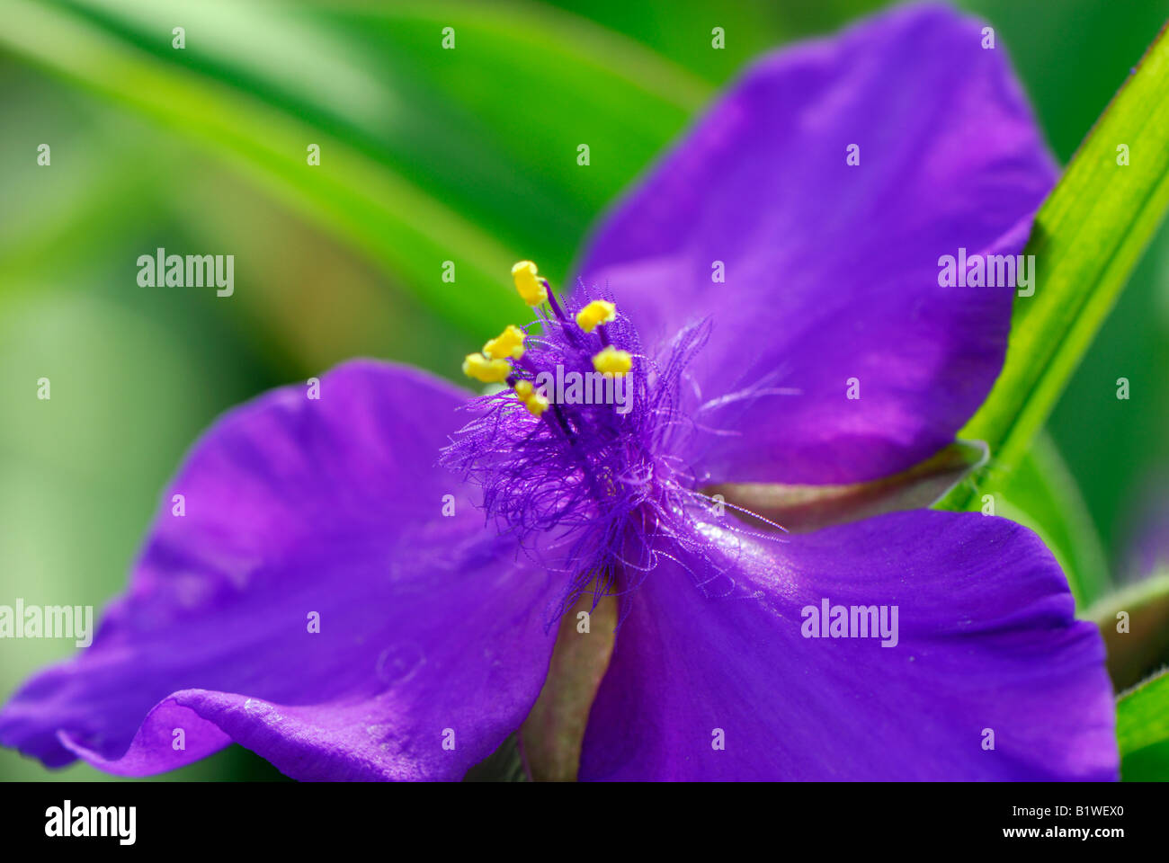 Tradescantia Andersonia Gruppe lila Kuppel Commelinaceae Stockfoto