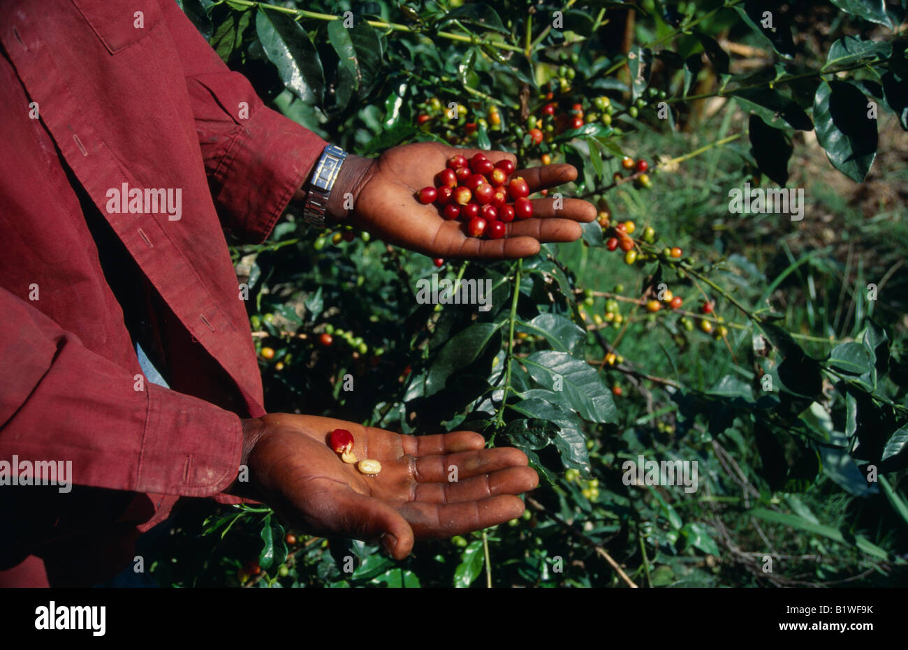 Schuss der Person, die neben Bush Holding reif Kaffee Kaffeebohnen auf ausgestreckten Händen abgeschnitten. Stockfoto