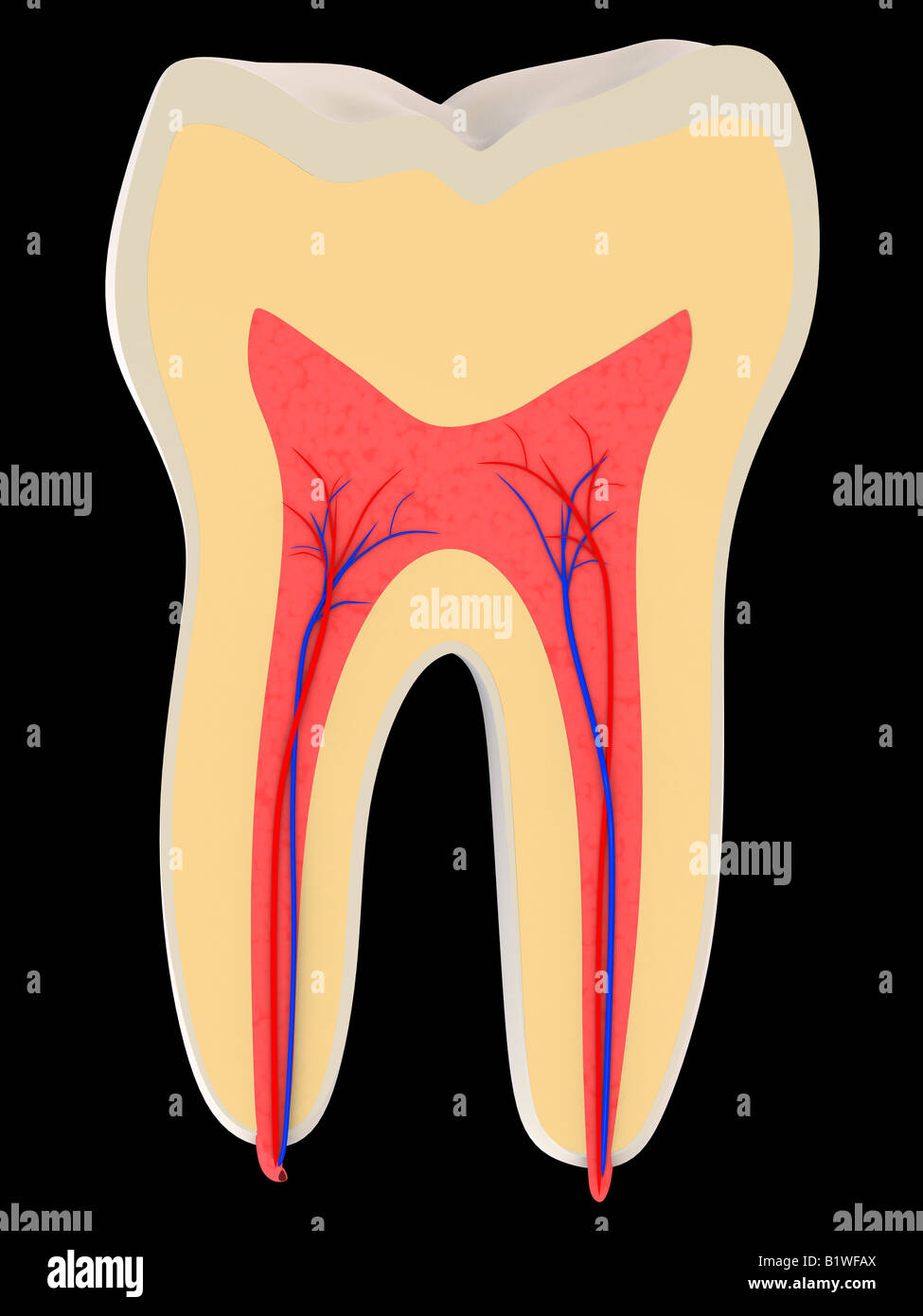 Zahn anatomie Fotos und Bildmaterial in hoher Auflösung Alamy