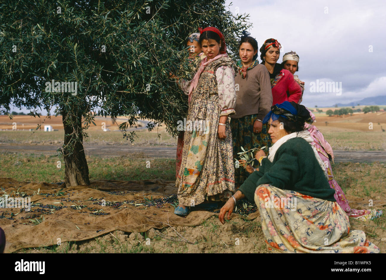 Algerien Nordafrika Landwirtschaft Landwirtschaft weibliche Olivenbume  Pflcker ernten Ernte auf Tuch gelegt unter Baum Stockfotografie - Alamy