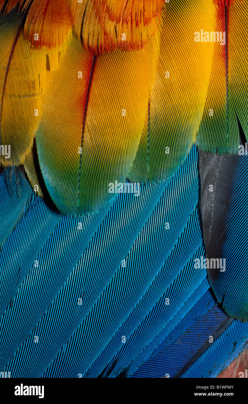 PERU Südamerika Amazonien Amazonas Dschungel Tambopata Regenwald hautnah Details der bunten Flügelfedern von einem hellroten Aras Stockfoto