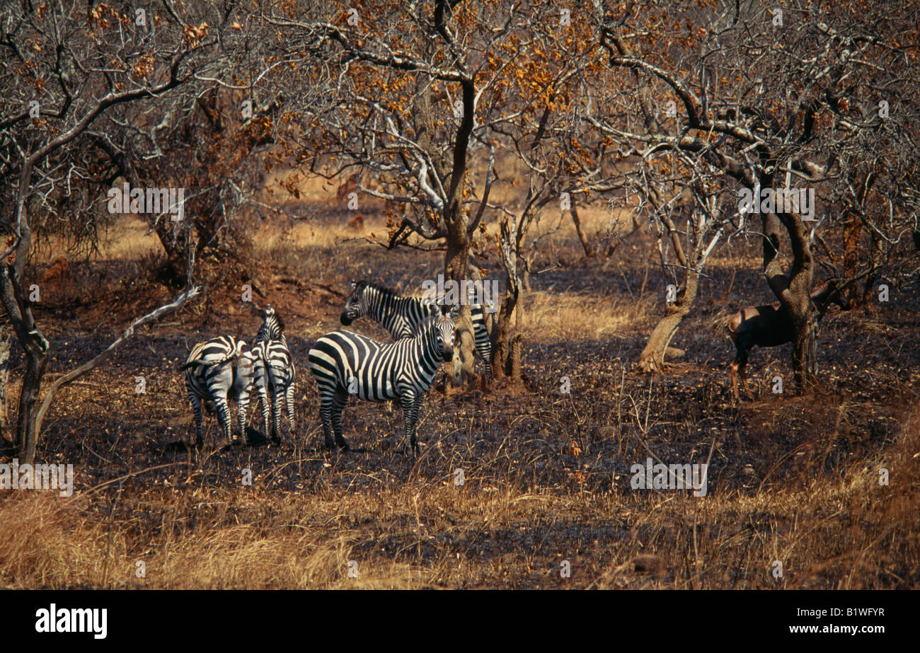 Ruanda zentrale Ostafrika North East Region Kagera Nationalpark NP Zebra unter Gestrüpp Bäume auf Wiesen Stockfoto