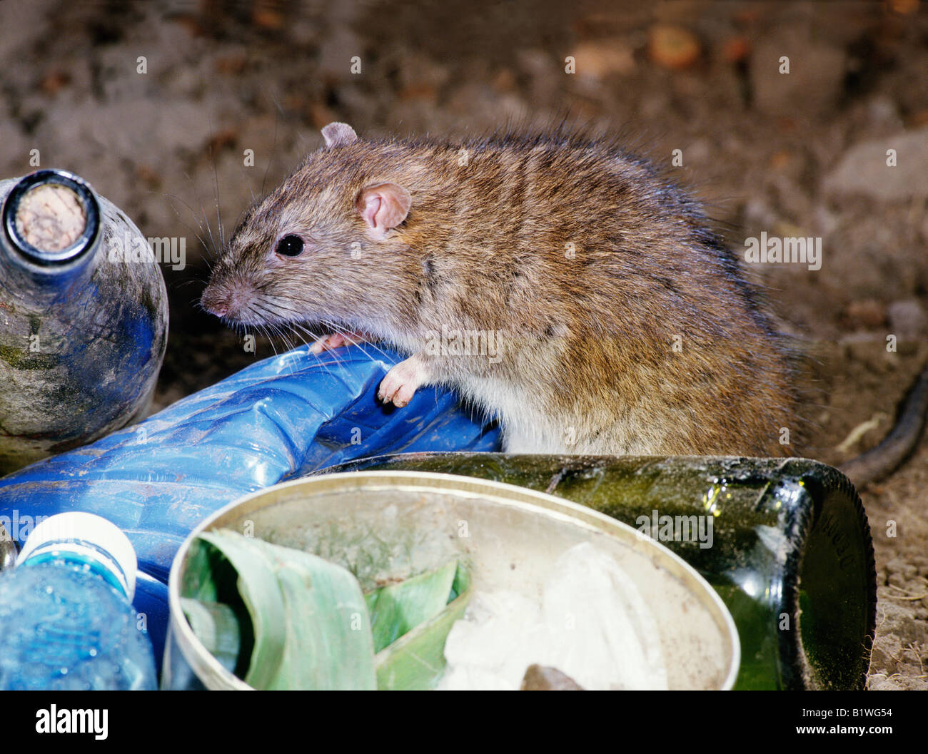 Surmulot Ou Ratte d Égout Wanderratte braune Ratte gemeinsame Ratte Norwegen Ratte Rattus Norvegicus innen-Seite Tiere Cosmopolit Europa Kosm Stockfoto