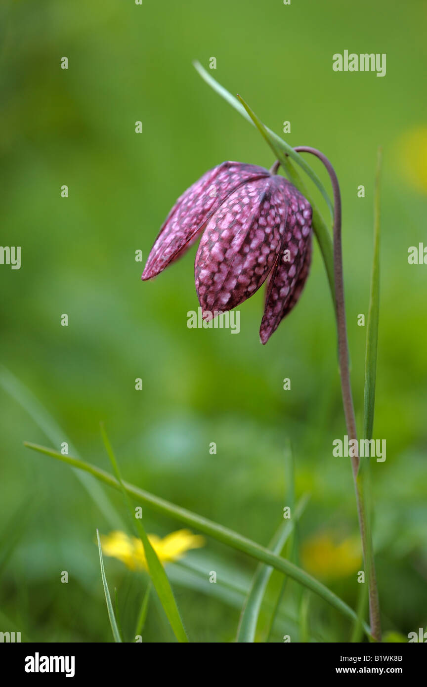 Schlangen Kopf Fritilliary Blume Stockfoto