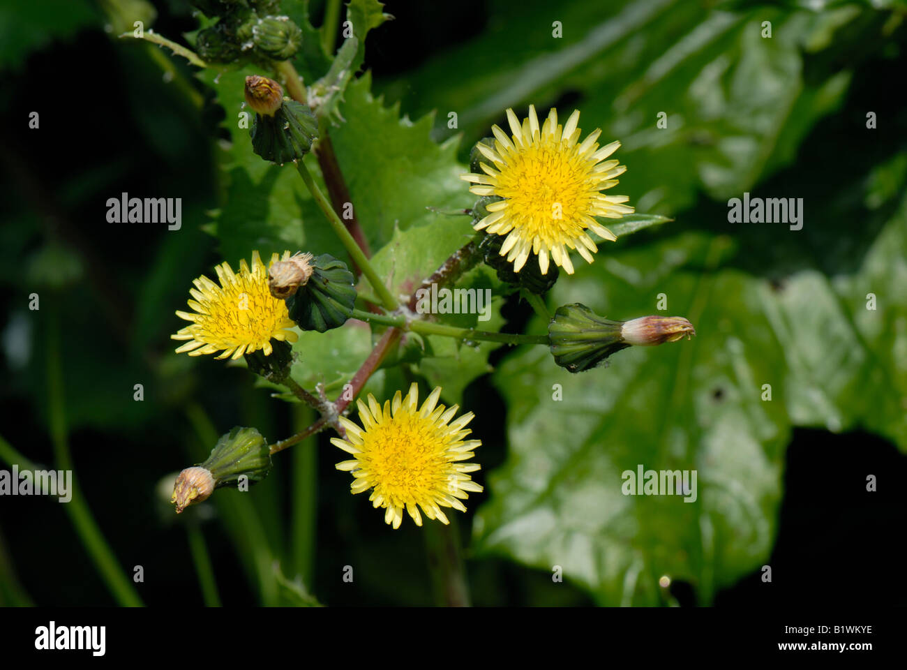 Glatte Sow Thistle Sonchus Oleraceus Blumen Stockfoto