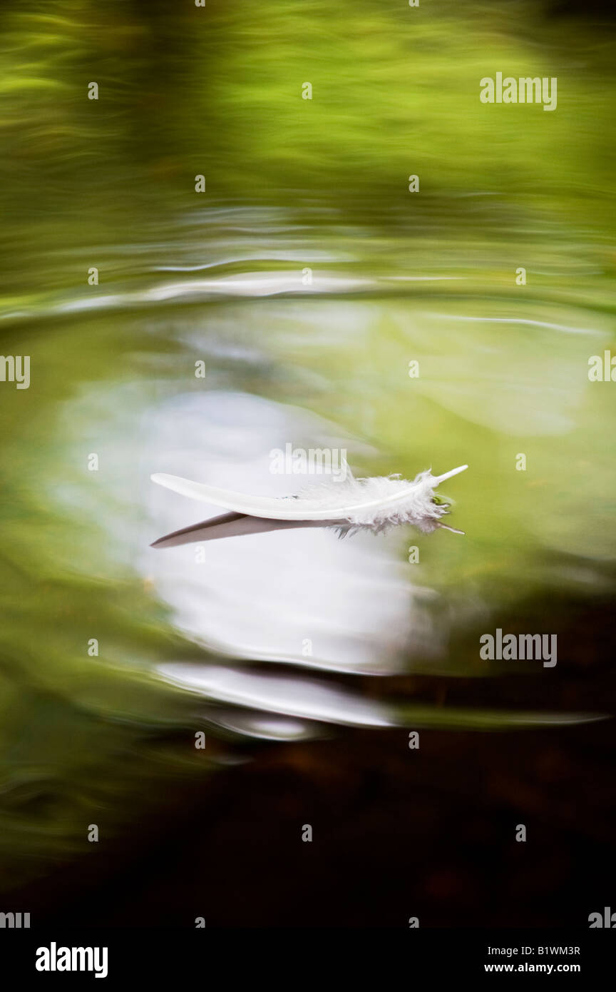 Weiße Vögel Feder schwimmt auf grüne reflektierten schottischen stream Stockfoto Weiße Vögel Feder schwimmt auf grüne reflektierten schottischen stream Stockfoto
