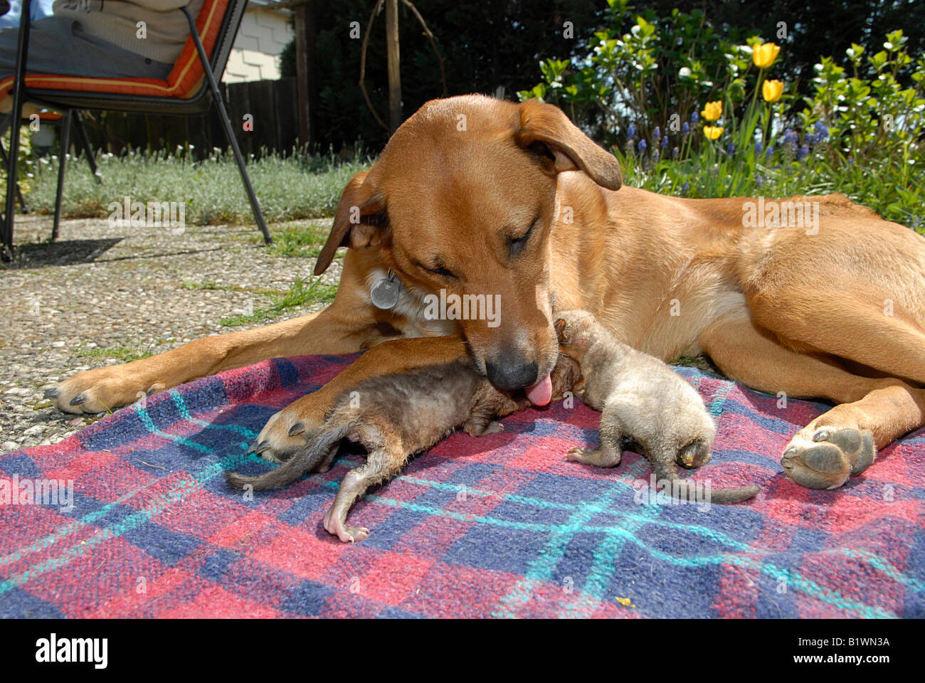 tierische Freundschaft: Hälfte züchten Hund und zwei junge Buche Martens Stockfoto