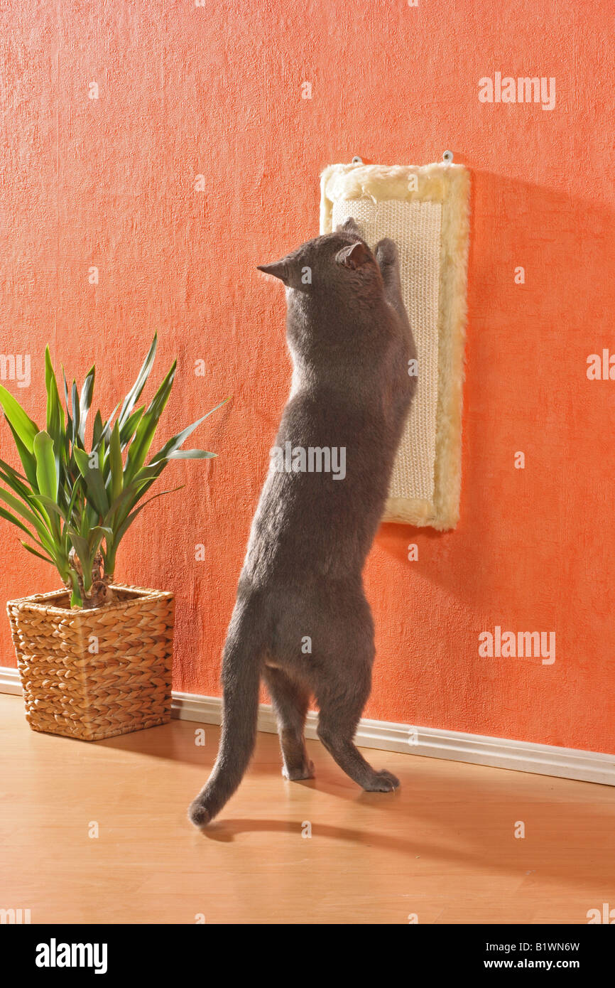 die Katze am Kratzbaum Stockfoto