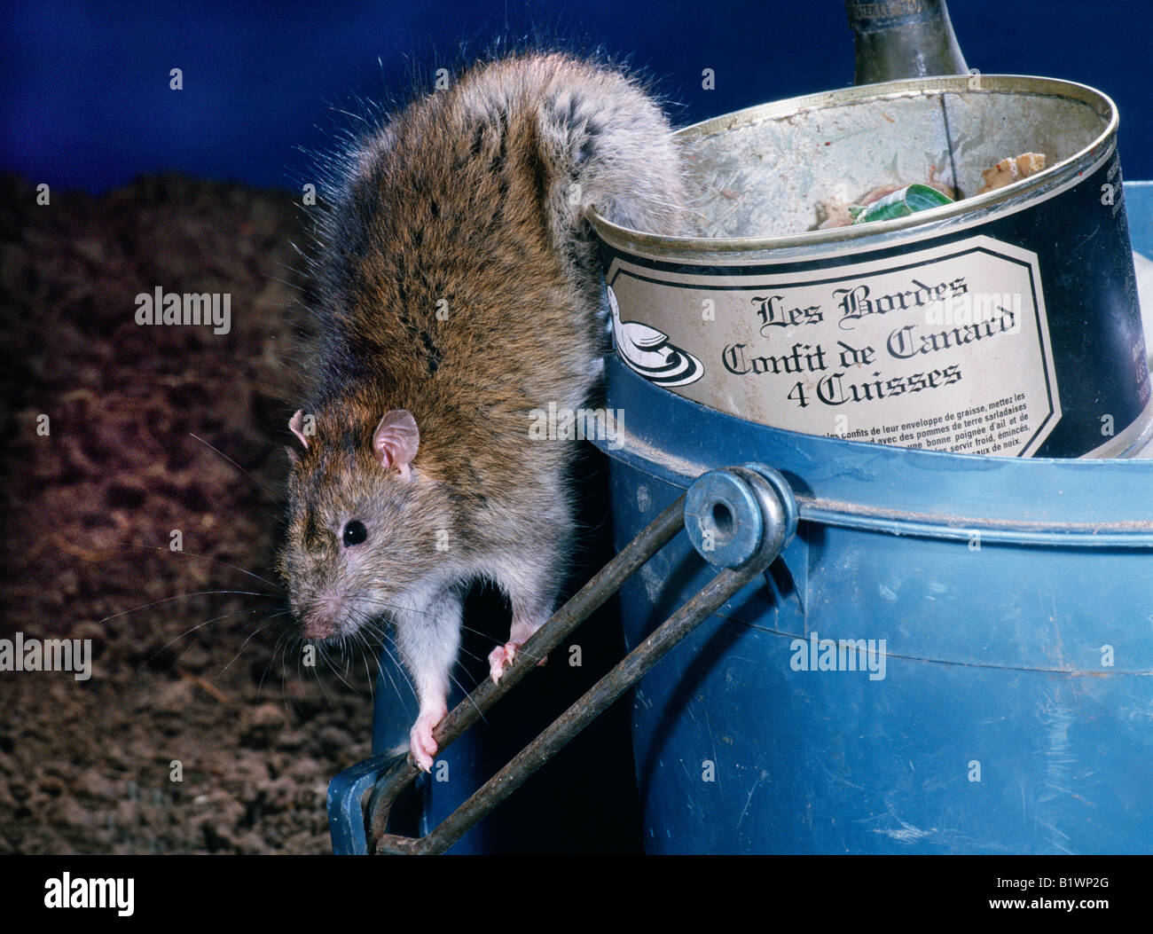 Surmulot Ou Ratte d Égout Wanderratte braune Ratte gemeinsame Ratte Norwegen Ratte Rattus Norvegicus innen-Seite Tiere Cosmopolit Europa Kosm Stockfoto