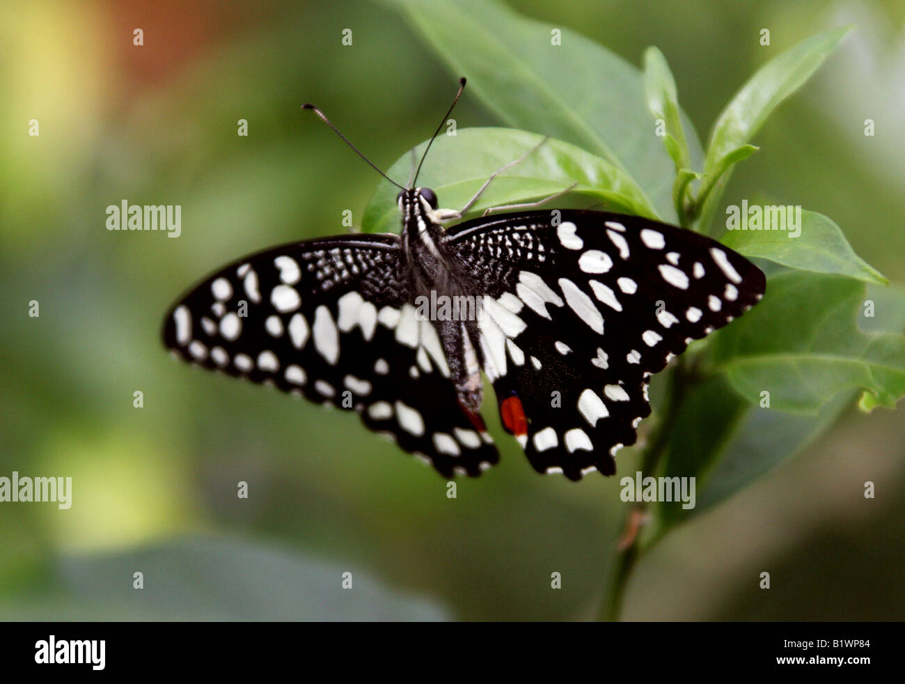 Afrikanische Schwalbenschwanz Papilio Demodocus, Papilionidae, Afrika Stockfoto