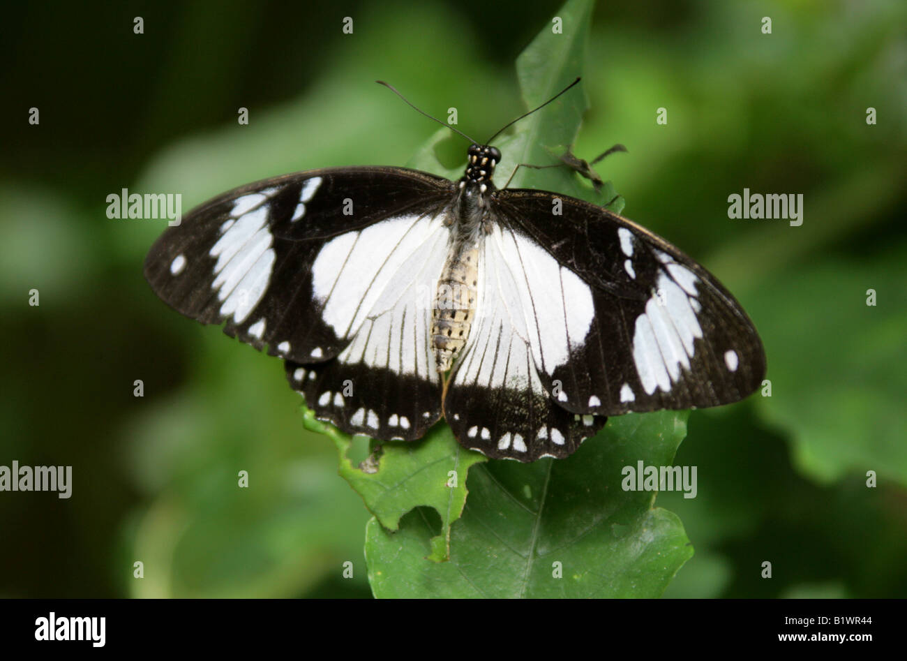 Mocker Schwalbenschwanz Schmetterling, Papilio Dardanus f Hippocoon (weiblich), Papilionidae Stockfoto