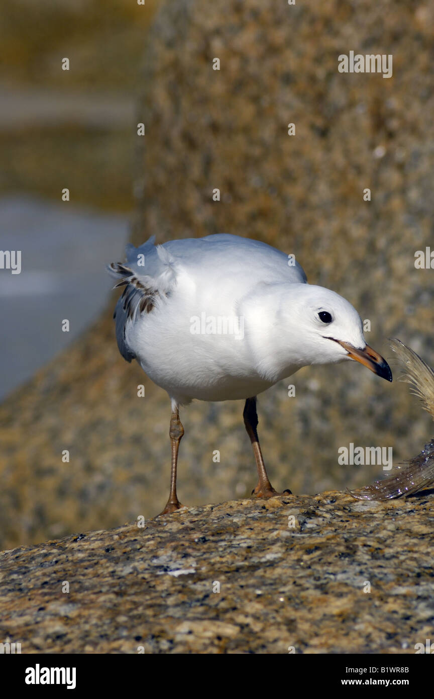 Unreife silberne Möwe Stockfoto