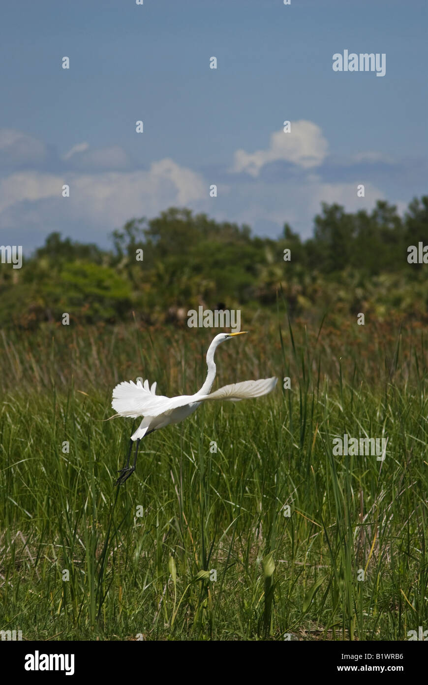 Silberreiher Ardea Alba zieht im Flug entlang der Apalachicola River Apalachicola-Florida Stockfoto