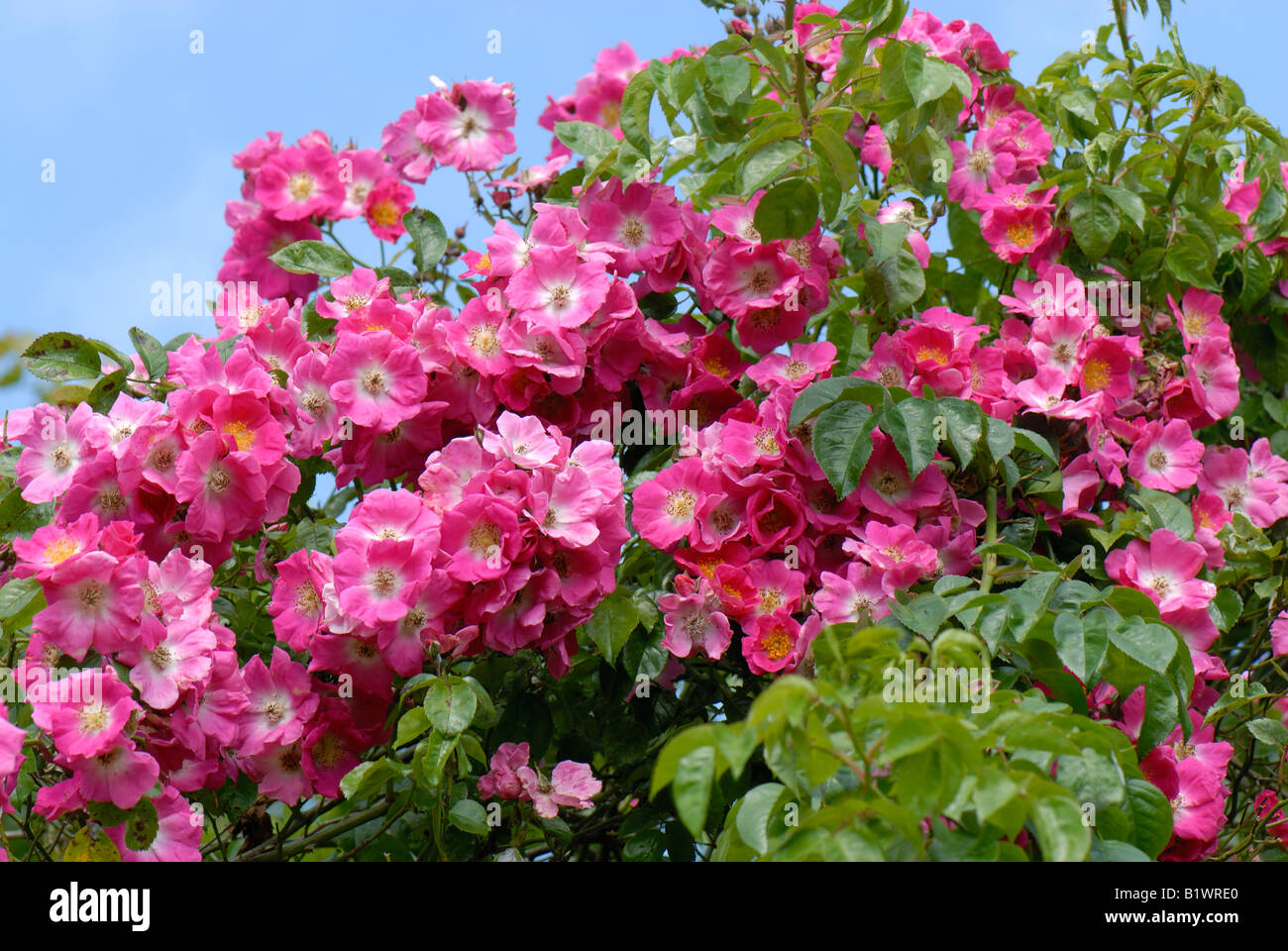 Rosa Säulenrose amerikanischen eine üppig blühende kräftige Klettern Stockfoto