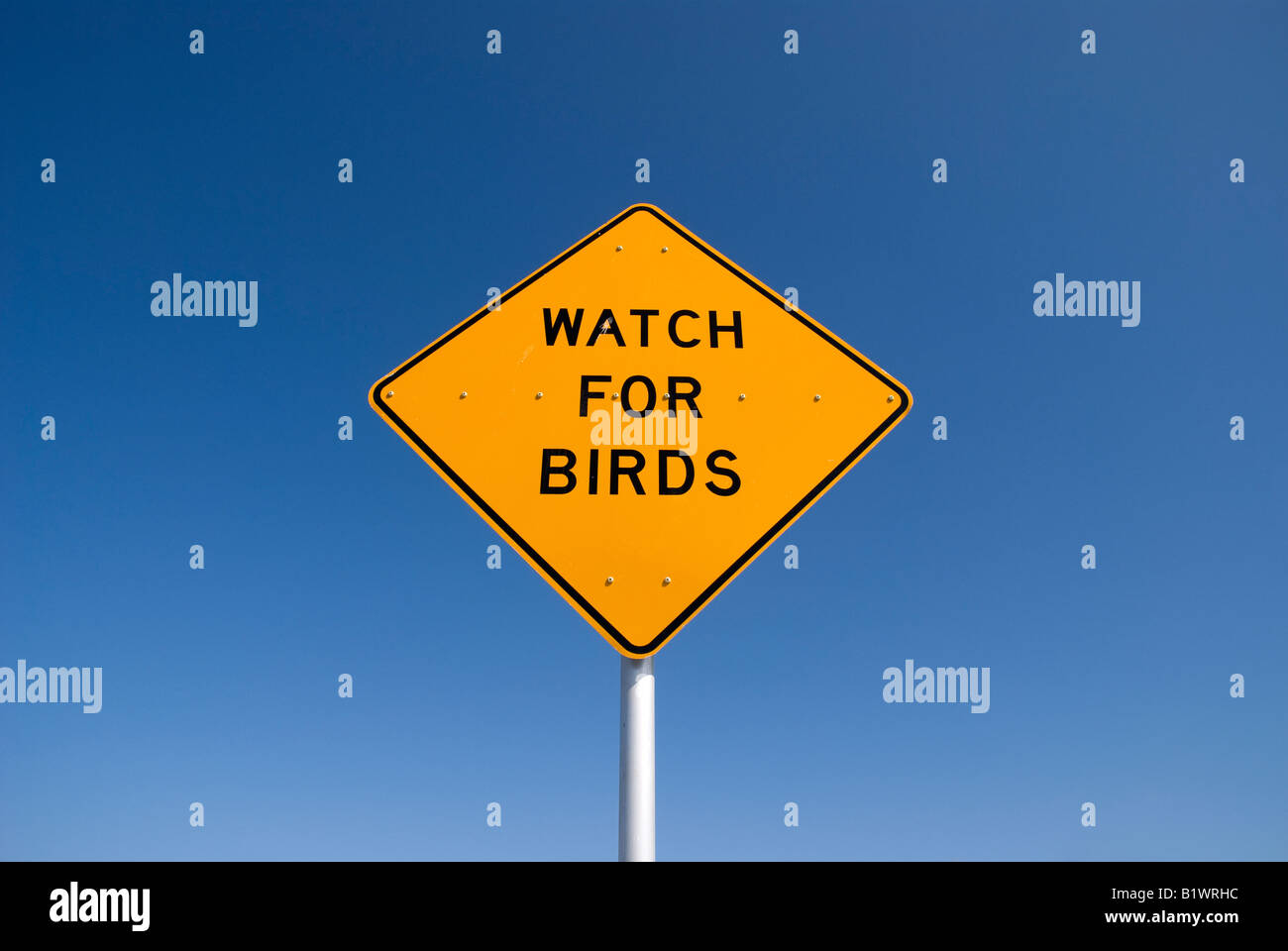 Vogelbeobachtungen Zeichen entlang führt nach St. George Island entlang Florida Panhandle s causeway Stockfoto