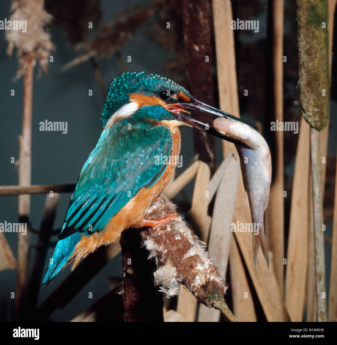 Martin Pecheur Europa Europäische Eisvogel Eisvogel Common Kingfisher Alcedo Atthis Erwachsener mit Fisch in seinen Schnabel Alcedinidae Anima Stockfoto