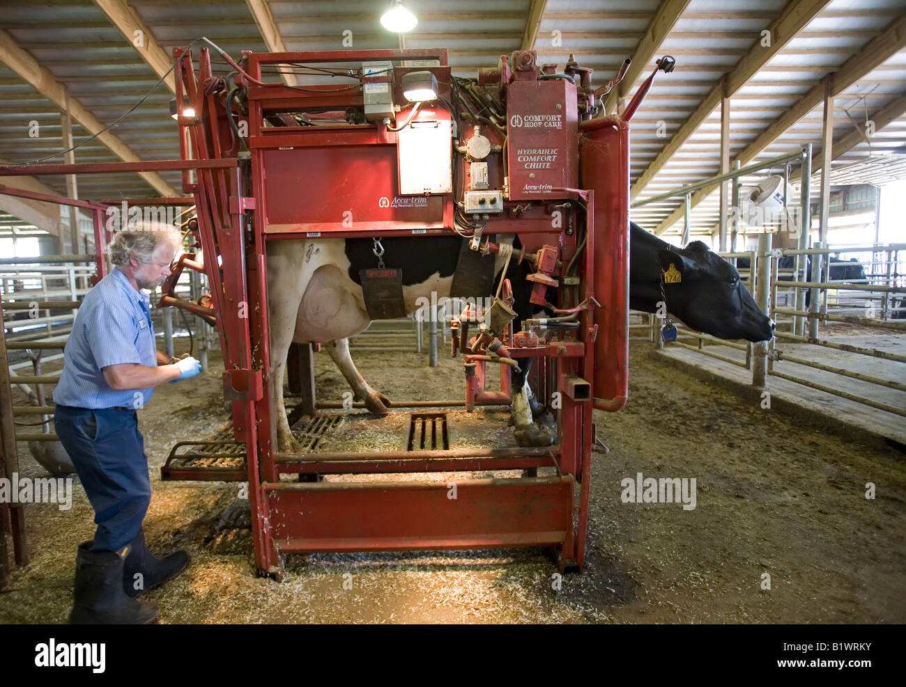 Dairy Farm-Manager arbeitet an HUF Kuh Stockfoto