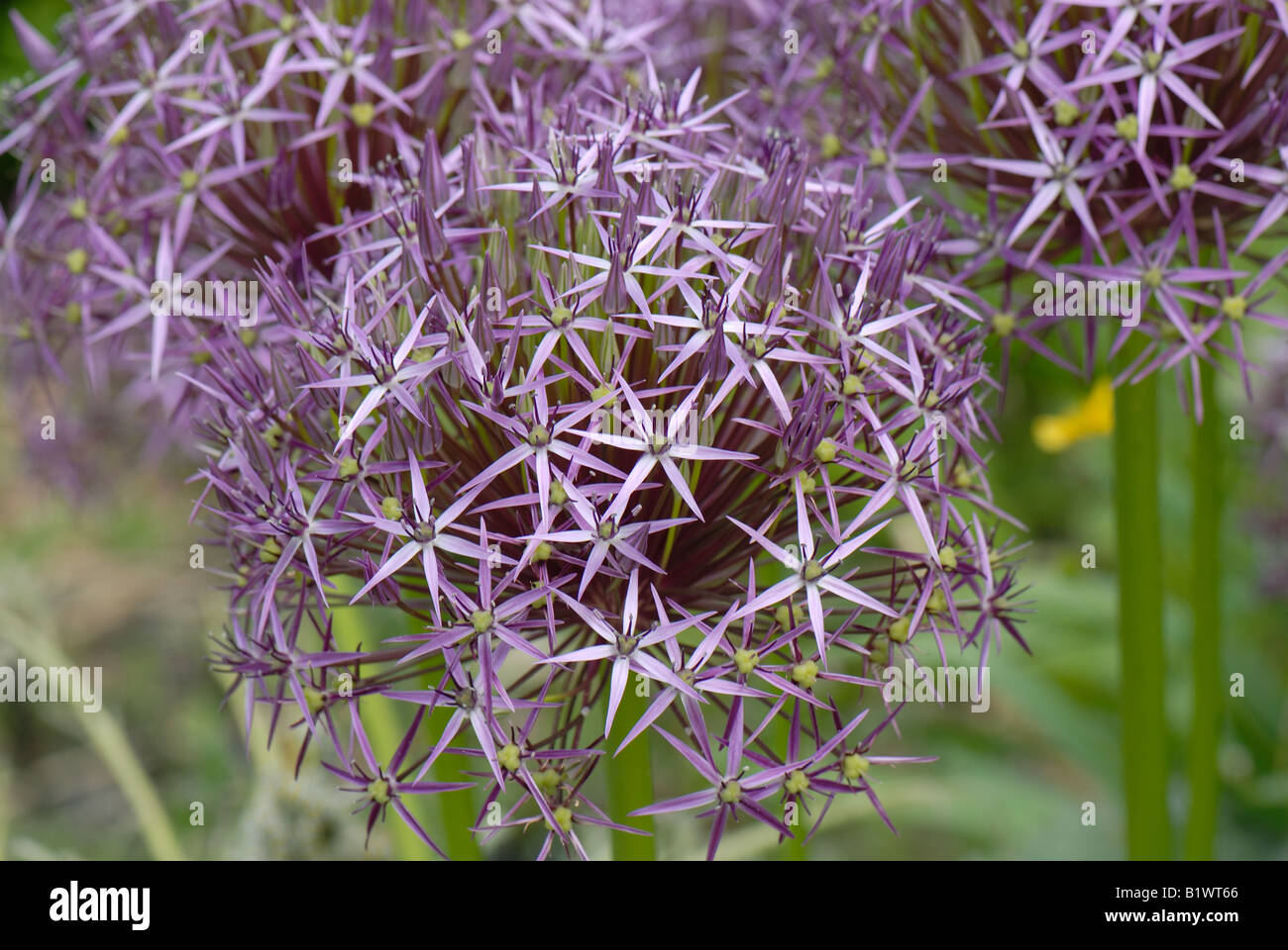 Runde Blütenköpfe von Allium Cristophii mit Stern geformt, Blümchen und grünen Samenkapseln bilden Stockfoto