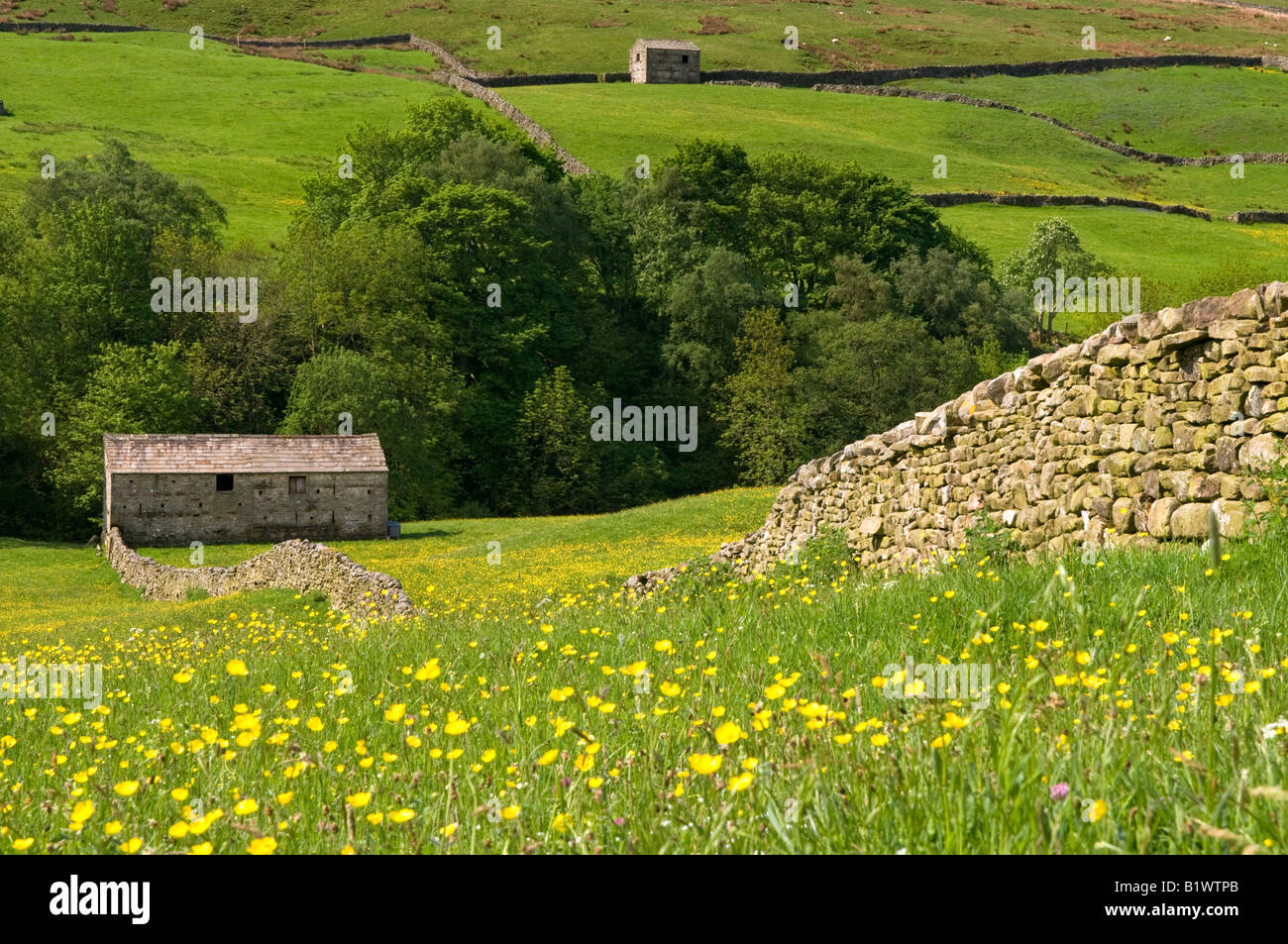 Stein Scheunen und Wildblumenwiese in der Nähe von Thwaite, Swaledale, Yorkshire Dales National Park, England, UK Stockfoto