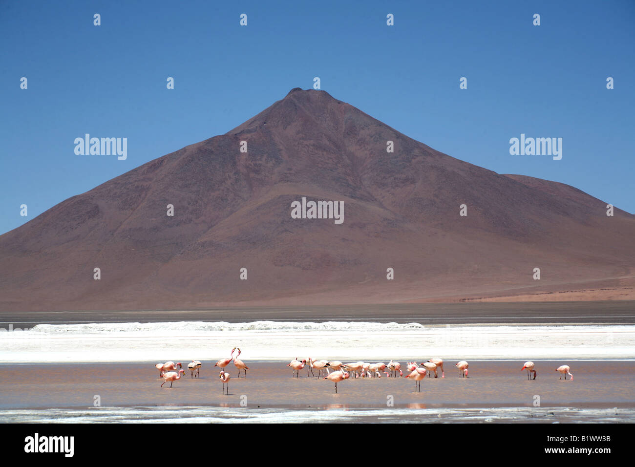 Flamingos ernähren unterhalb eines erloschenen Vulkans, Laguna Colorada, Bolivien Stockfoto