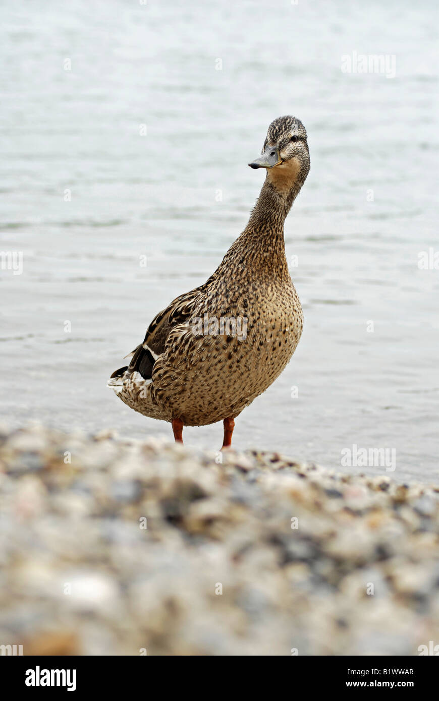 Weibliche Stockente im Sommer Stockfoto