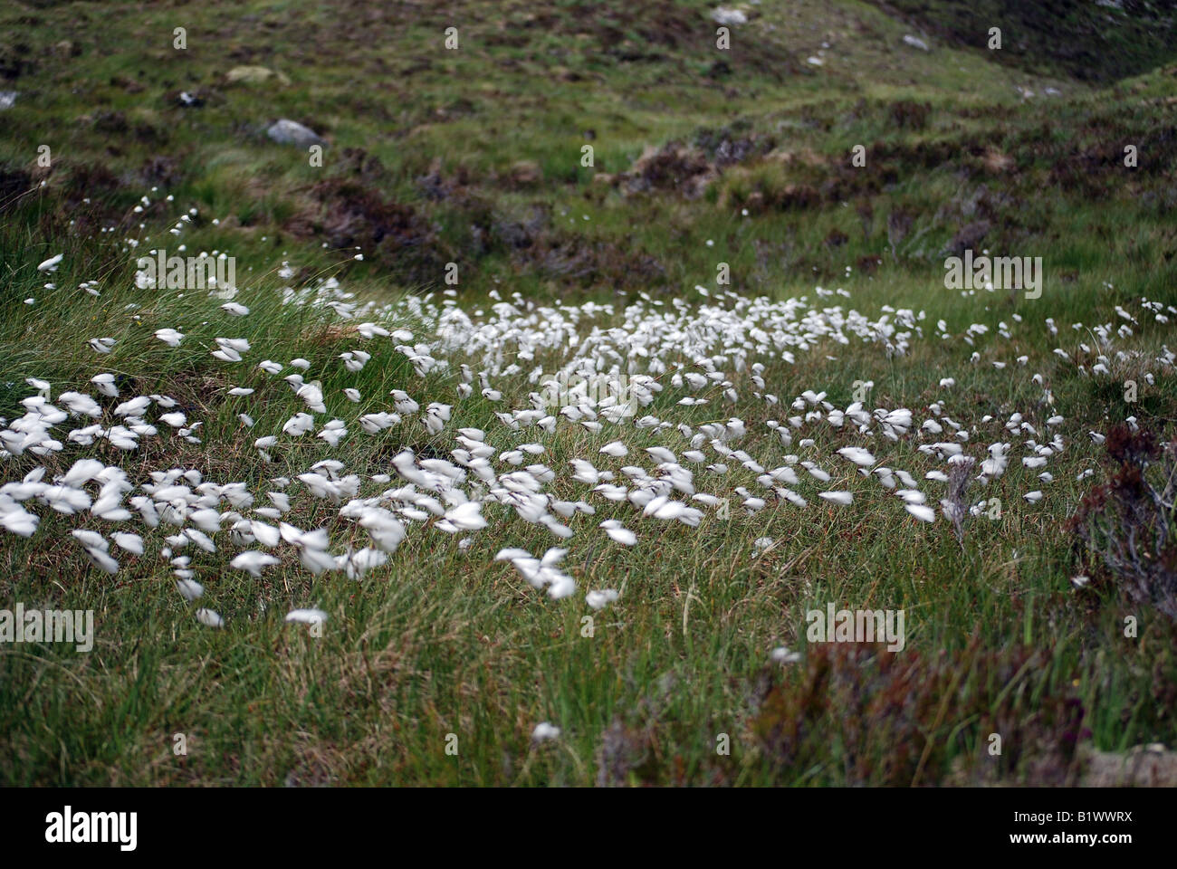 Wollgras - Wollgras Angustifolium - hoch auf den schottischen Bergen an einem sehr windigen Tag! Stockfoto