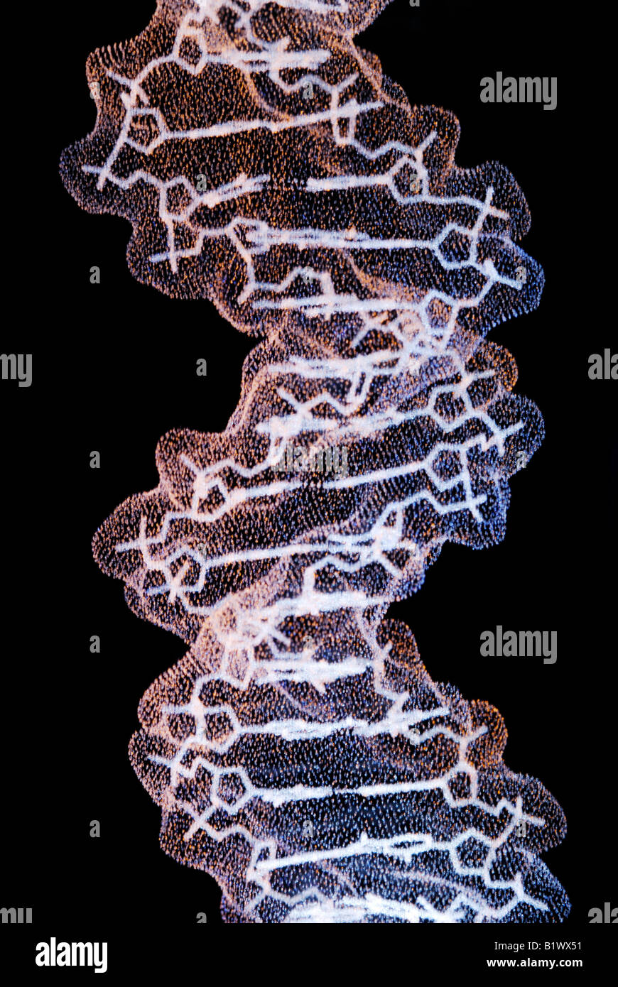 DNA-Molekül "Doppelhelix" Stockfoto