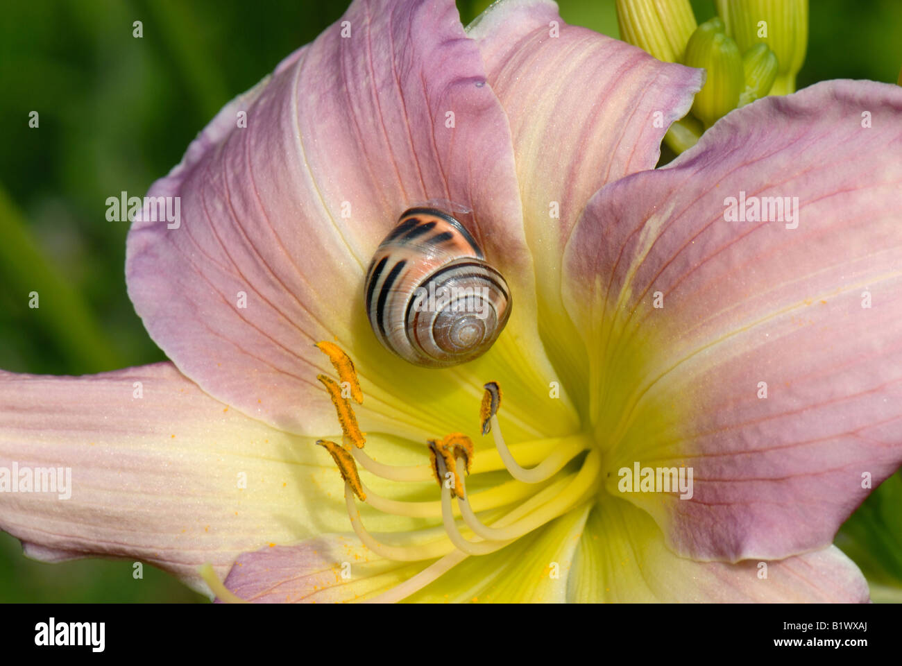 Eine bunte Form von einem dunklen Lippen beringte Schnecke Bänderschnecken Nemoralis auf einer Taglilie Blüte Stockfoto