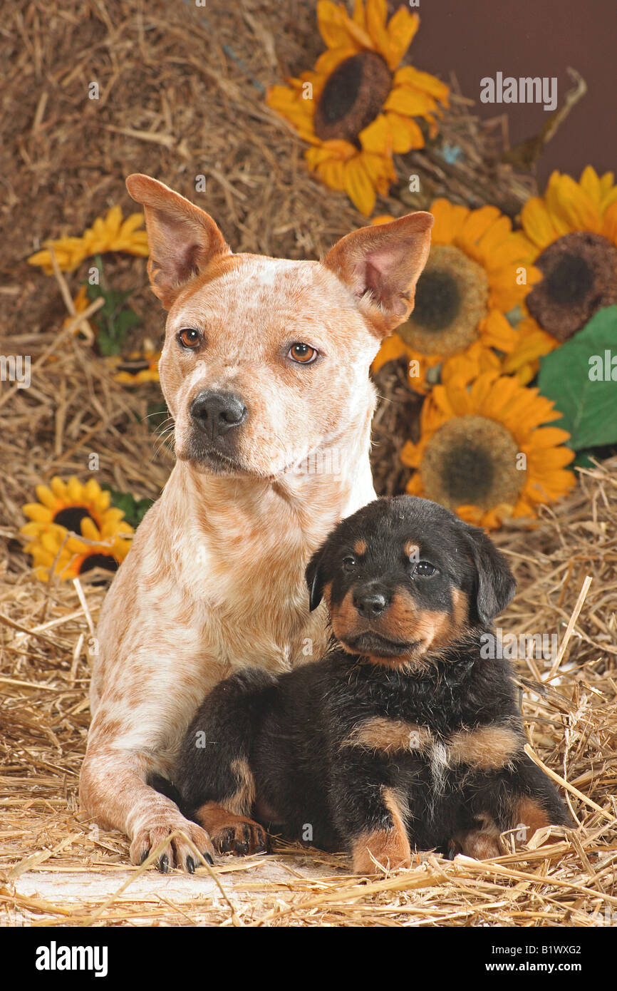 Australian Cattle Dogs und Welpen - liegend im Stroh Stockfoto