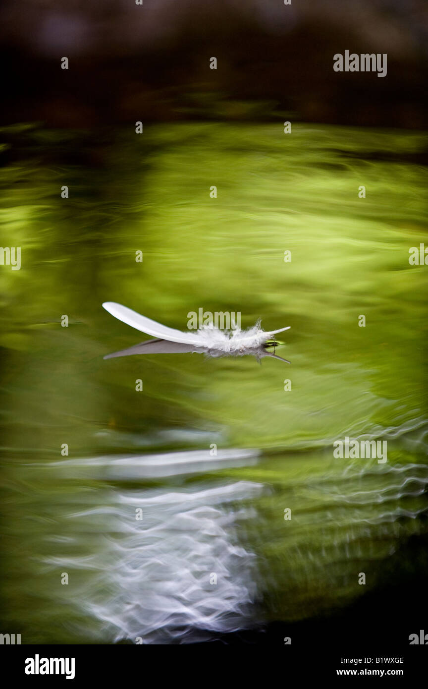 Weiße Vögel Feder schwimmt auf grüne reflektierten schottischen stream Stockfoto Weiße Vögel Feder schwimmt auf grüne reflektierten schottischen stream Stockfoto