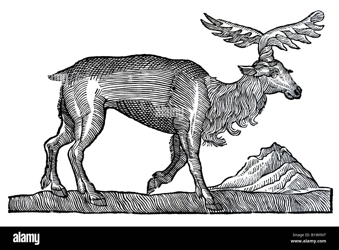 Von Dem Elend, Alces, Historia Animalum Conrad Gesner, 1551, 16. Jahrhundert, Renaissance, Europa Stockfoto