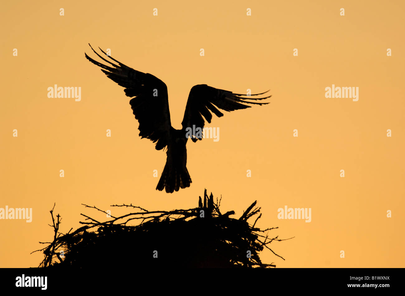 Silhouette von Osprey im Flug landen auf seinem nest Stockfoto