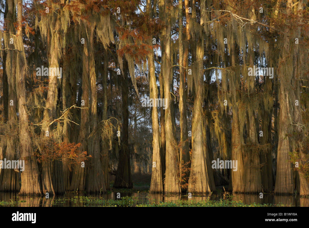 Herbst-Zypresse im Atchafalaya Basin Stockfoto