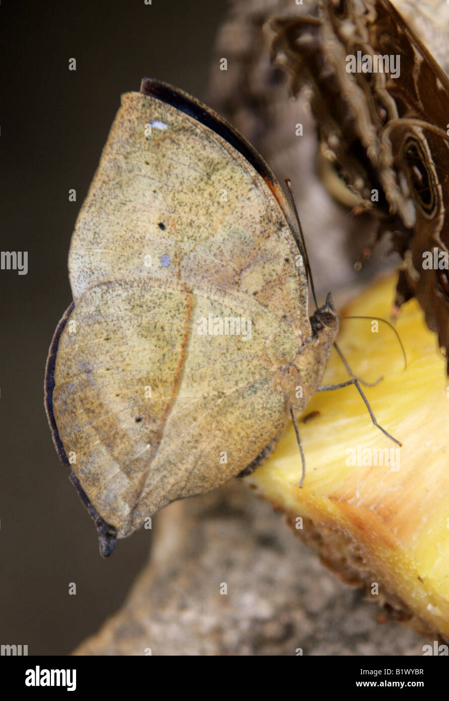 Indische Blatt Schmetterling, Kallima Inachos, Nymphalidae, Südasien Stockfoto