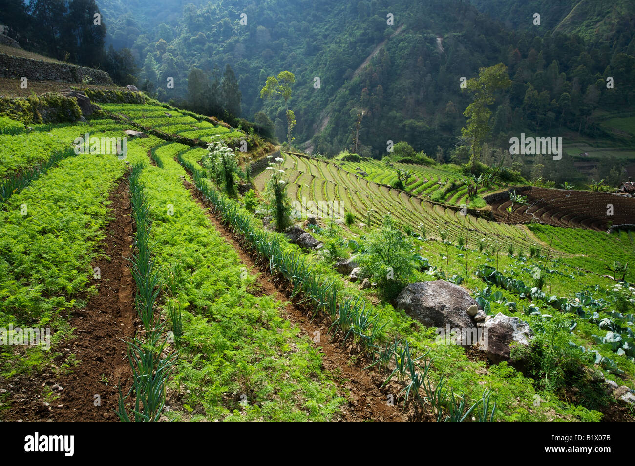 Biologisch angebaute Gemüse und Reisfelder in Ost-Java, Indonesien Stockfoto