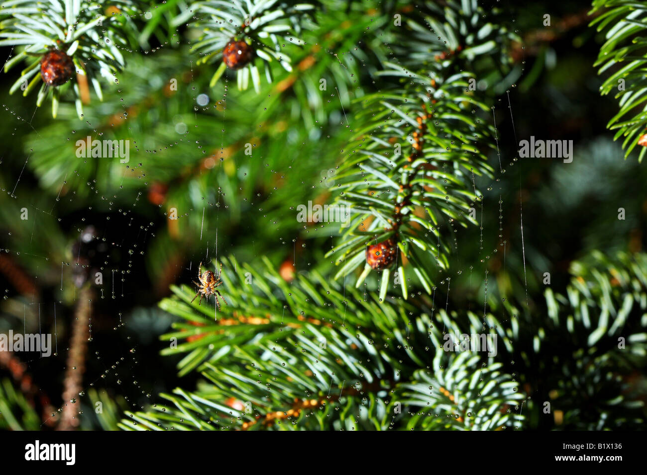 Tau kauerte Spinnennetz mit Spinne im mittleren grüner Baum Hintergrund Stockfoto