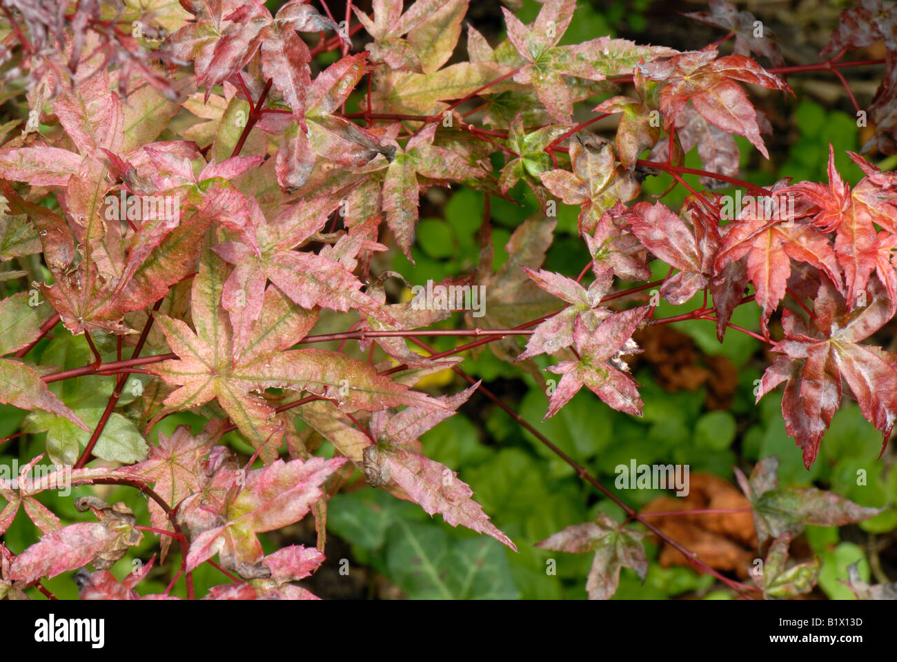 Echter Mehltau an den Blättern von einem kleinen roten Endivie japanischer Ahorn Stockfoto