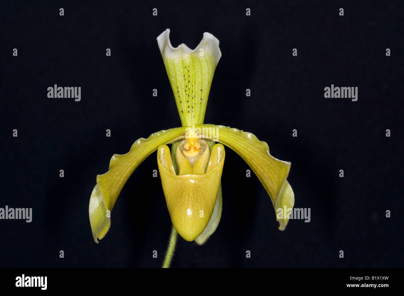 Gelben Slipper Orchidee Blume (Paphiopedilum) Stockfoto