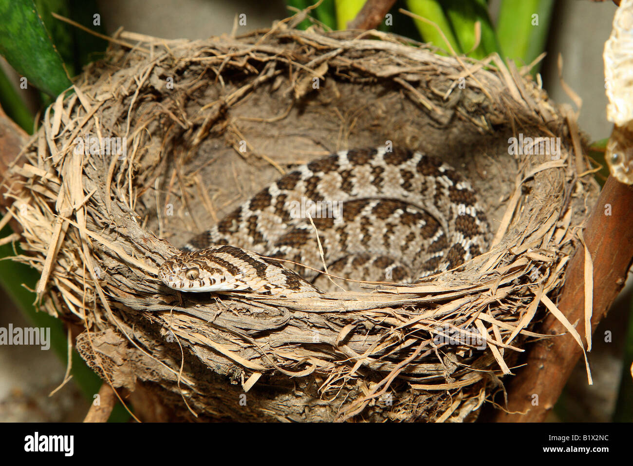 Gemeinsamen Ei-Esser / Dasypeltis Scabra Stockfoto