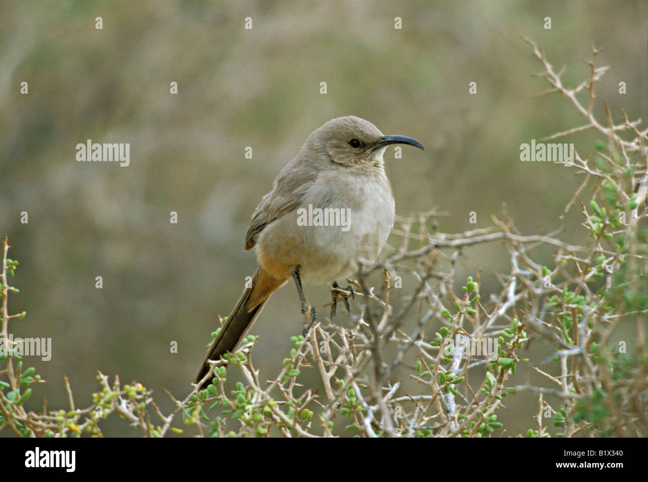 LeConte Thrasher, Toxostoma Lecontei in der Nähe von Borrego Springs Kalifornien USA März Erwachsene Mimidae Stockfoto