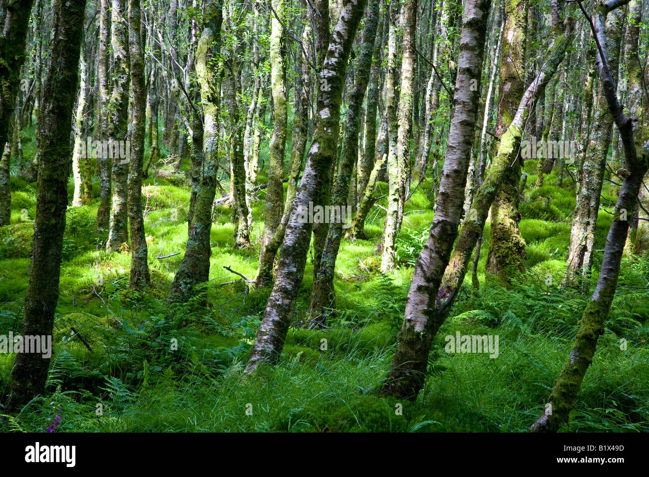 dichter Wald von Setzlingen Stockfoto