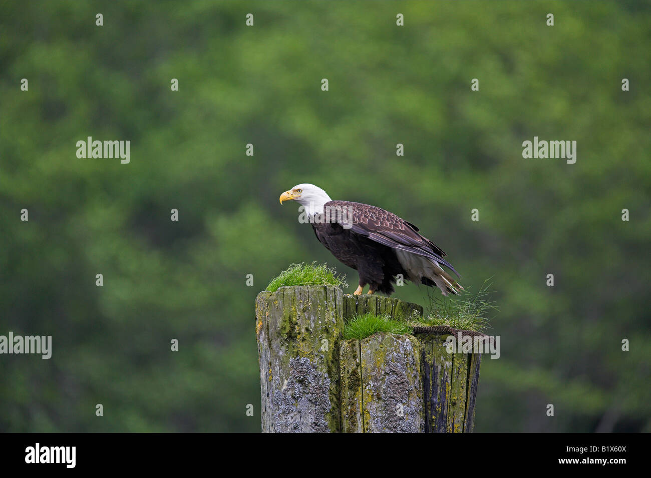 Weißkopfseeadler Haliaeetus Leucocephalus Erwachsenen thront am Hafen Post auf Denman Island, Georgia Strait, Kanada im Juni. Stockfoto