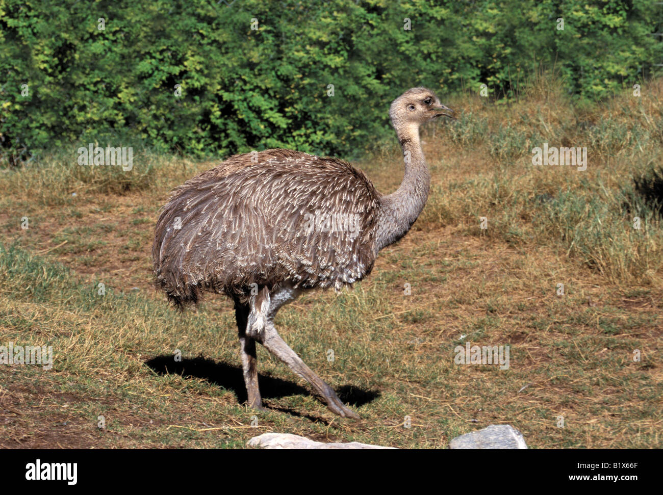 Geringerem Rhea Rhea Pennata Reid Park Zoo Tucson Arizona USA Februar