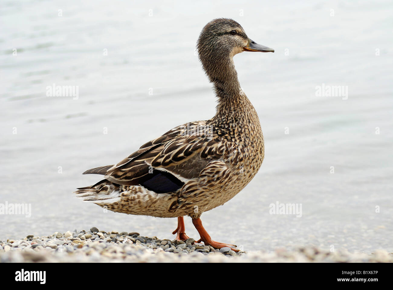 Weibliche Stockente im Sommer Stockfoto